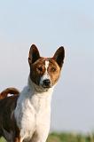 BASENJI 040